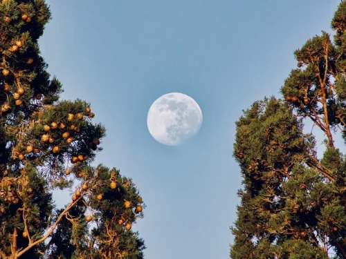 Rüyada Ayva Çiçeği Yemek